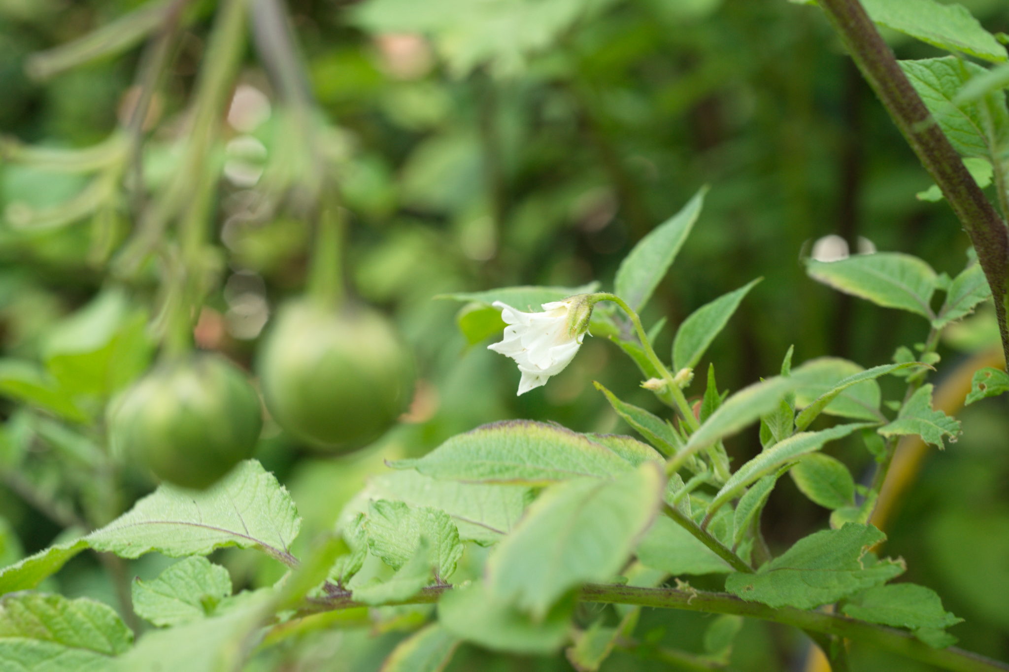 20210721  Gruen(t)raumHeimfeld 048